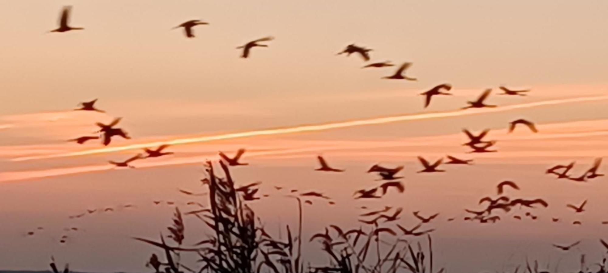 Fewo Seeadler - Heuser Prerow Esterno foto